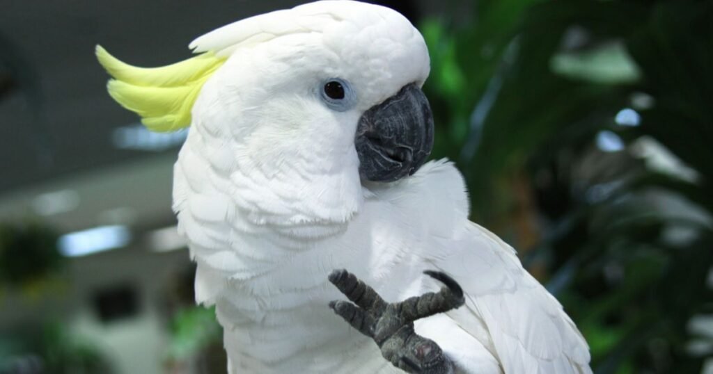 aves domésticas