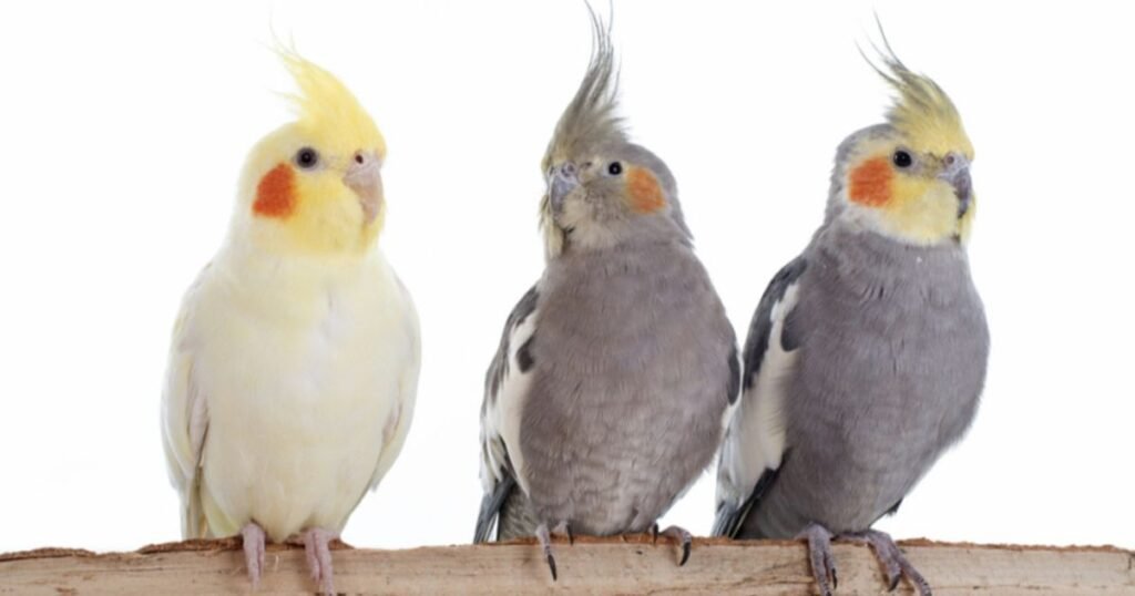Aves Domésticas