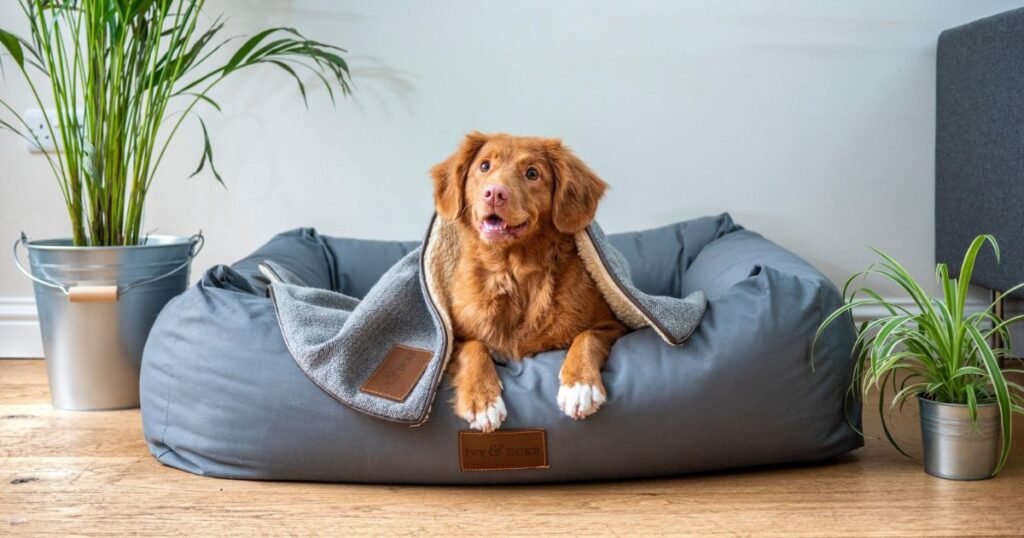 Cães para Apartamento