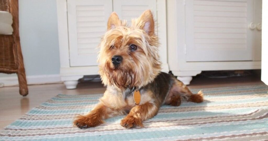 Cães para Apartamento