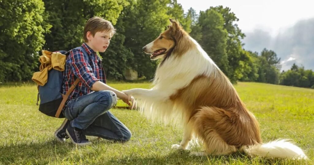 animais famosos do cinema - lassie