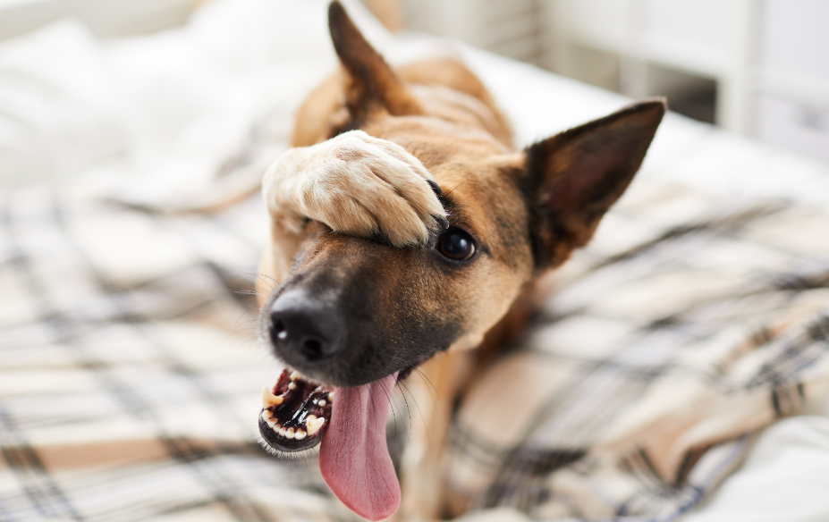 Linguagem Corporal do Cão: Como entender o que ele está realmente dizendo?