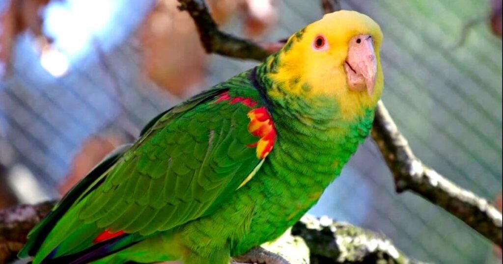 aves domésticas