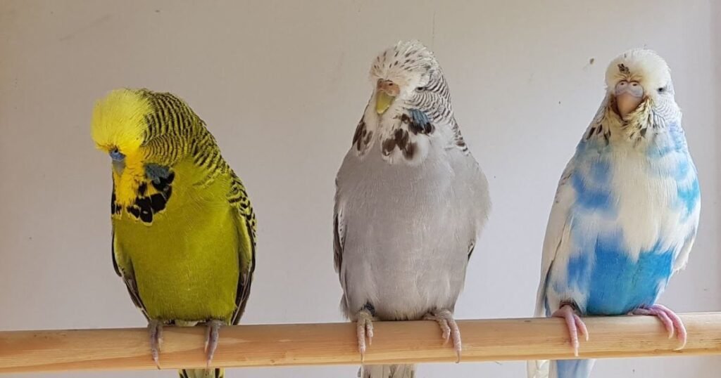 aves domésticas