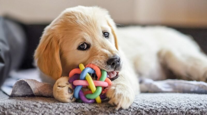 enriquecimento ambiental