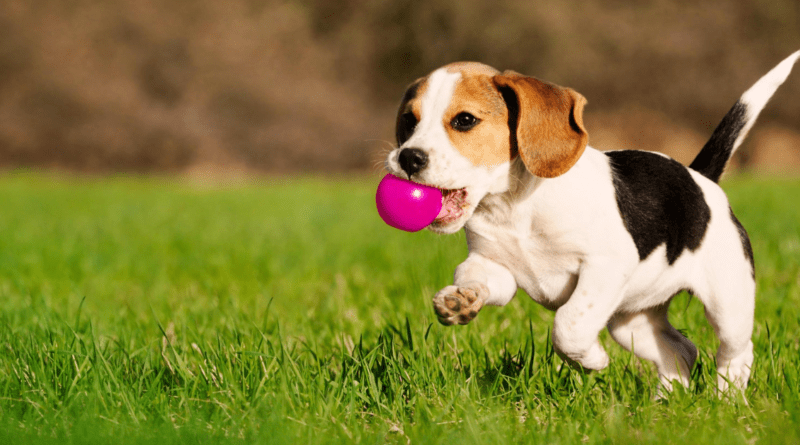 Comandos Básicos para Cachorro