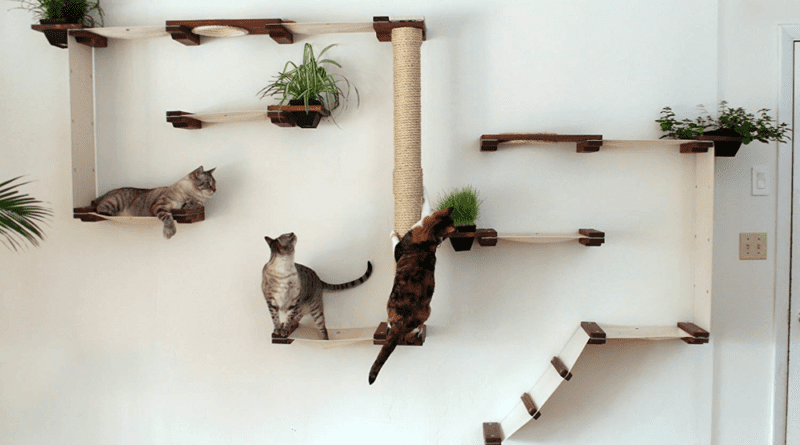 ambiente perfeito para gatos