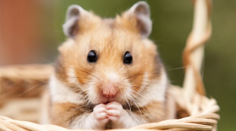Roedores Mais Populares como Pets
