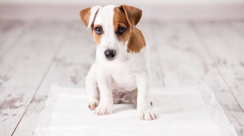 Ensinar Seu Cachorro a Fazer Xixi no Lugar Certo